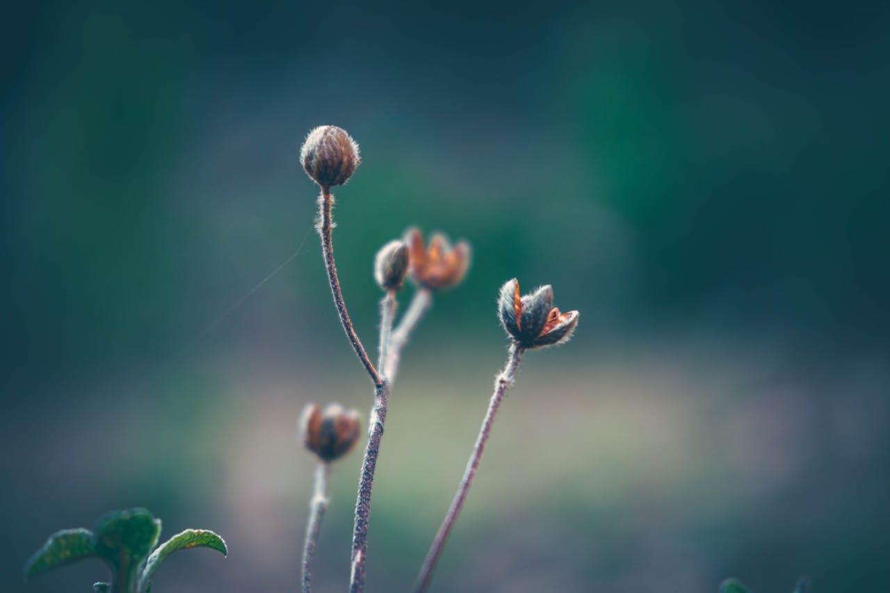 Macro image of budding flowers with a soft, blurred background, highlighting natural beauty.