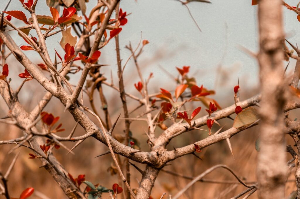 A detailed shot of thorny branches and red leaves, capturing the essence of nature.