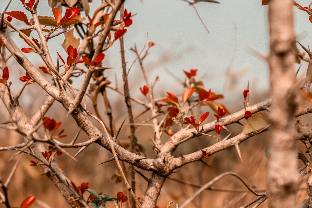 A detailed shot of thorny branches and red leaves, capturing the essence of nature.