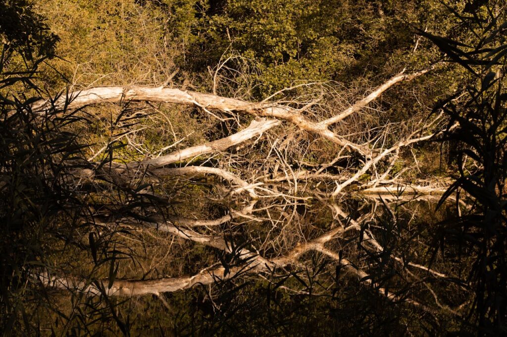 A tranquil forest scene with a reflection of a fallen tree in calm water.