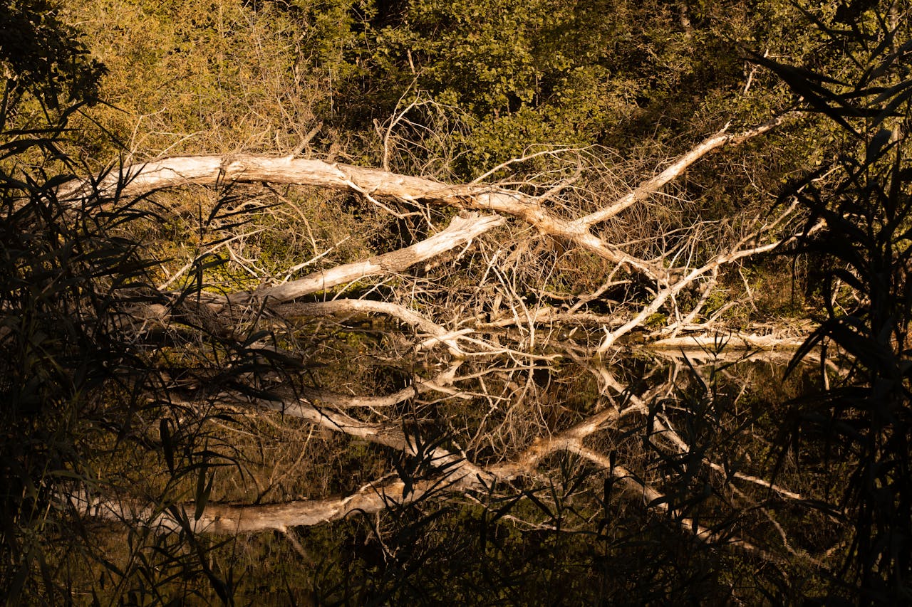A tranquil forest scene with a reflection of a fallen tree in calm water.