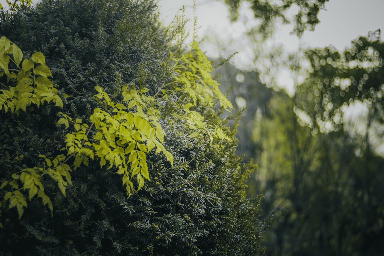 Close-up of vibrant green foliage in a serene outdoor garden with soft lighting.