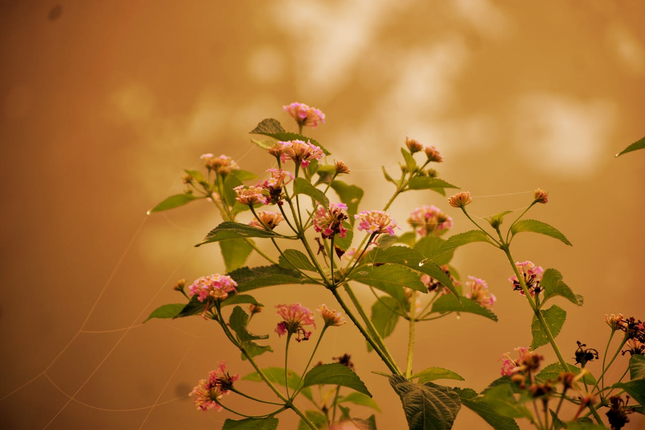 Soft pink flowers with green leaves under a warm, muted sky create a peaceful scene.