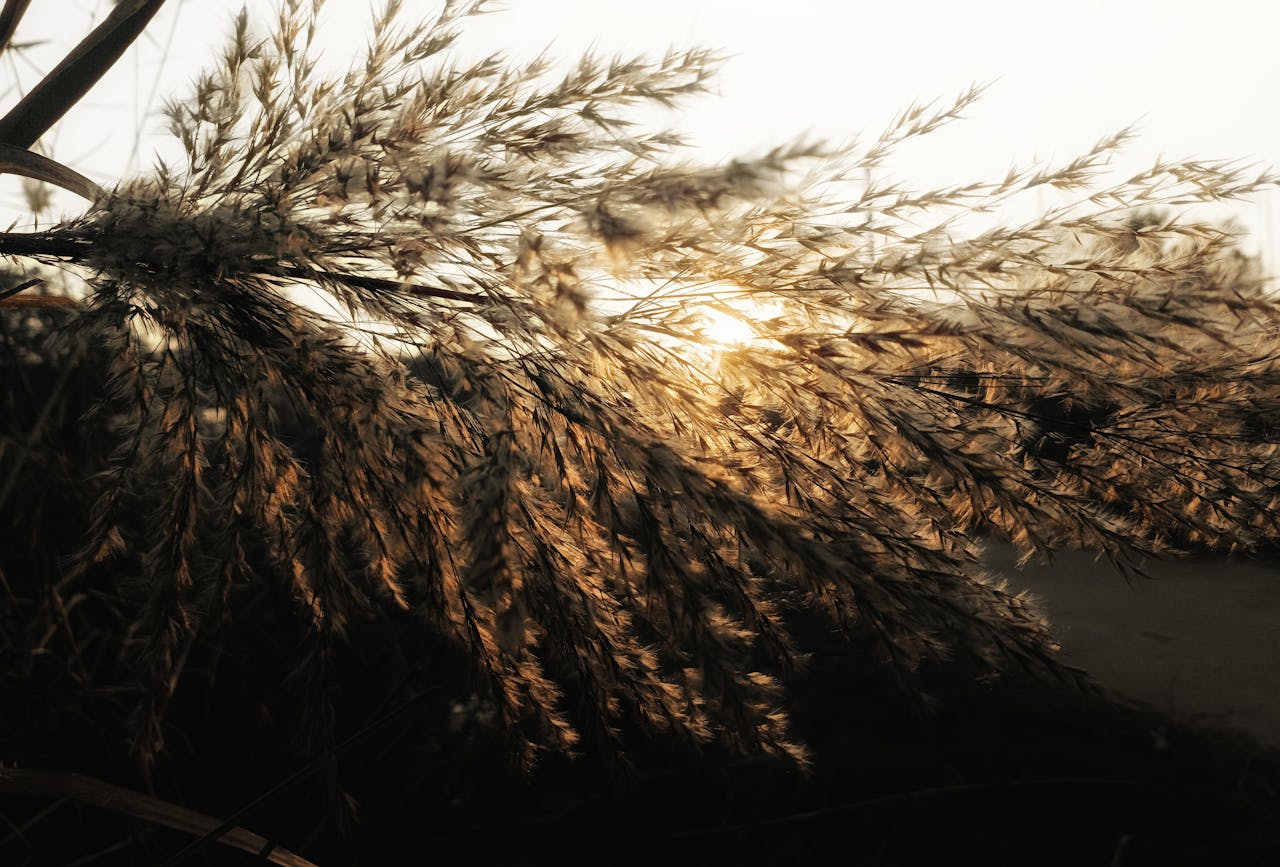 Close-up of pampas grass illuminated by the golden glow of sunset, creating a serene outdoor scene.