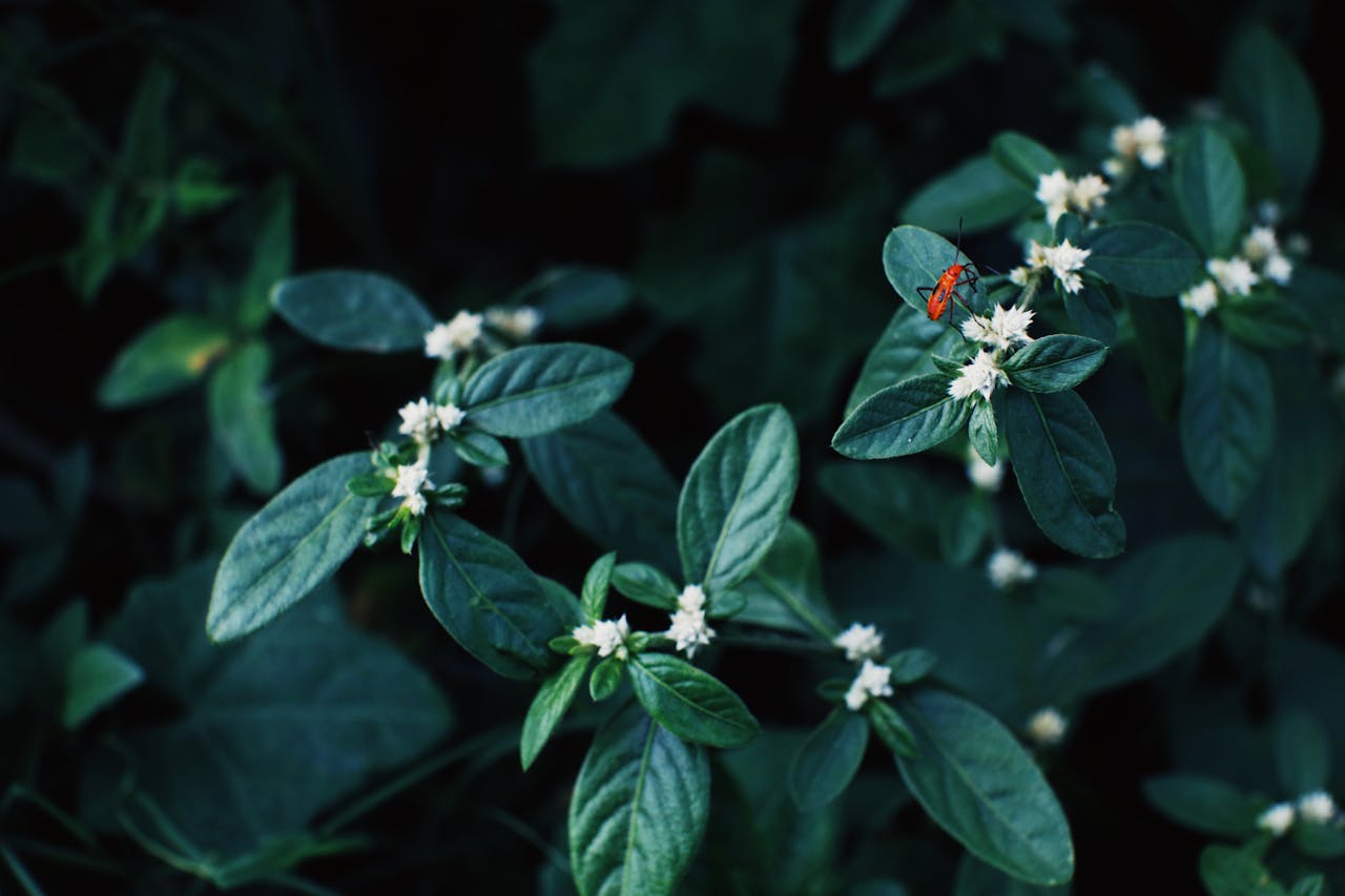 Close-up of a red insect on lush green leaves with white flowers, showcasing nature's beauty.